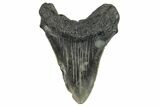Fossil Megalodon Tooth - South Carolina #187774-1